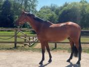 Hongre dressage 7 ans potentiel très interessant 
