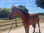 Hongre dressage 7 ans potentiel très interessant 