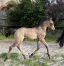Poulain WPB X Frison