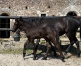 Poulain frison PP 