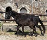 Poulain frison PP 