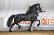 Poulain frison PP 