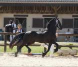 Poulain frison PP 