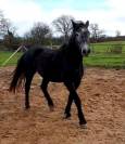 PONETTE CONNEMARA 5 ANS - 145 CMS