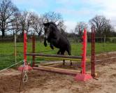 PONETTE CONNEMARA 5 ANS - 145 CMS