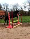 PONETTE CONNEMARA 5 ANS - 145 CMS