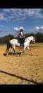 Recherche écurie pour CS Jeunes Chevaux 