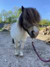 Male shetland 