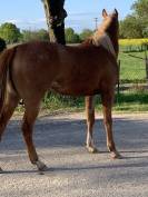 Pouliche appaloosa