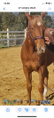 Pouliche appaloosa