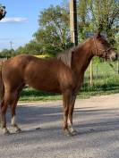 Pouliche appaloosa