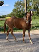 Pouliche appaloosa