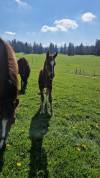 A placer pour cet automne le poulain FM Elios