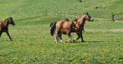 A placer pour cet automne le poulain FM Elios