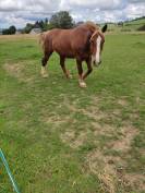 vends belle et gentille cob normand