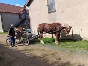 vends belle et gentille cob normand