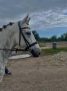 Petit cheval ONC de 9 ans 