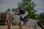 Petit cheval ONC de 9 ans 