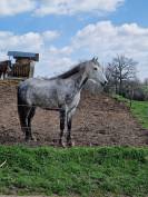 Petit cheval ONC de 9 ans 