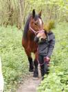 Magnifique jument de trait - ethologie et balades - 77