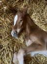 Pouliche sf Itoki de Riverland x Mylord Carthago 
