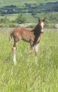 Pouliche sf Itoki de Riverland x Mylord Carthago 