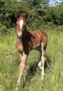 Pouliche sf Itoki de Riverland x Mylord Carthago 