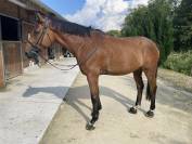 Cheval Hongre