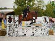 Cheval Hongre