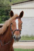 Hongre 9 ans Upsilon x Quidam de Revel