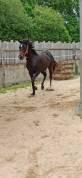 Cheval hongre AQPS 7 ans