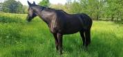 Cheval hongre AQPS 7 ans
