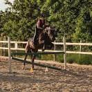 Jument orientée dressage
