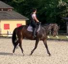 Jument orientée dressage