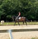 Jument orientée dressage