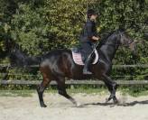 Jument orientée dressage