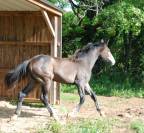 POULAIN SF par Balou du Rouet et Idylle du Causse