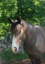 POULAIN SF par Balou du Rouet et Idylle du Causse