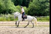 Mare Origin Recorded For sale 2015 Grey