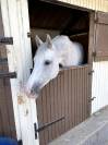 Mare Origin Recorded For sale 2015 Grey