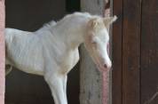 Pouliche DSA Demi-Sang Arabe / Pie Crème-Palomino