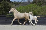 Pouliche DSA Demi-Sang Arabe / Pie Crème-Palomino