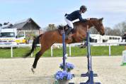 Hongre SF 4 ans pour  CSO et CCE