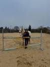 Cheval vendre - Prince hongre de 13 ans