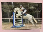 Cheval vendre - Prince hongre de 13 ans