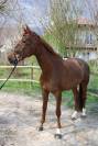 Jolie Jument par Don juan de hus - 8 ans 