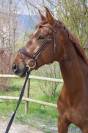 Jolie Jument par Don juan de hus - 8 ans 