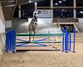 Cubriciones: KWPN de salto, capa appaloosa/ leopardo