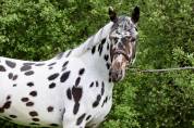 Cubriciones: KWPN de salto, capa appaloosa/ leopardo