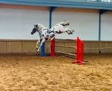 Cubriciones: KWPN de salto, capa appaloosa/ leopardo